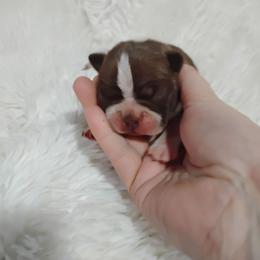 Female - Red female Boston Terrier puppy in Catawba, North Carolina from Lil Wiggles Boston Terriers