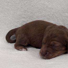 Dachshund Puppies from KJ Kennels of NJ