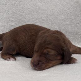 Dachshund Puppies from KJ Kennels of NJ