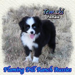 Temaki - Black tri female Toy Australian Shepherd puppy in Forestburg, Texas from Flaming Dill Ranch Aussies