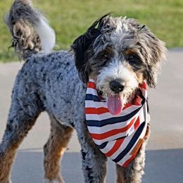 Oliver - Bernedoodle
