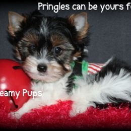 AKC Pringles - Black tan and white male Biewer Terrier puppy in Kennesaw, Georgia from Dreamy Pups