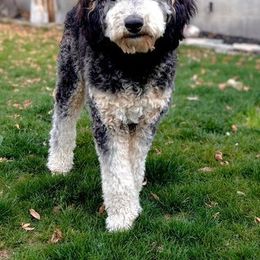 Bearded Retriever, Bernedoodle, and Poodle Puppies from Doodle Belle Puppy