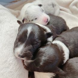 Giles - Border Collie puppy from Bluewater Border Collies