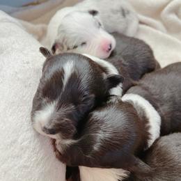Giles - Border Collie puppy from Bluewater Border Collies