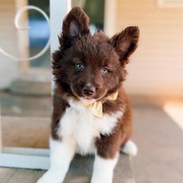 Chickadee - Chocolate female Pomsky puppy in Cleveland, Ohio from Lake Point Pomskies