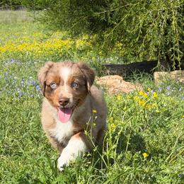Jenna - Red merle female Miniature Australian Shepherd puppy in Bogata, Texas from Maple Creek Run