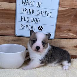 Holly - Sable and white female American Corgi puppy in Stillwater, Oklahoma from Steele Family Farms