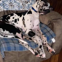 Great Danes from Southland Farms