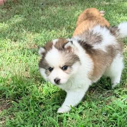 Skor's splash coat girl - Tri-color female Pomsky puppy in Enid, Oklahoma from Mile Hi Pomskies