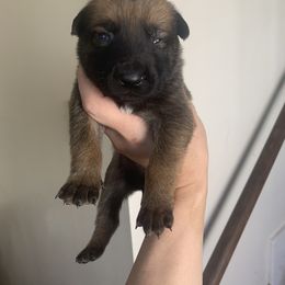 Belgian Malinois, Bull Terrier, and Dutch Shepherd Puppies from ROSC K9