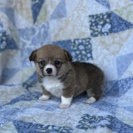Leah - Red female Pembroke Welsh Corgi puppy in Hope, Arkansas from Foxy Knoll Farm