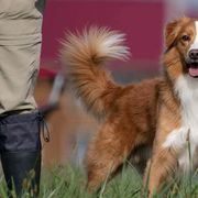 Nova Scotia Duck Tolling Retrievers from Duck Rivah Tollers