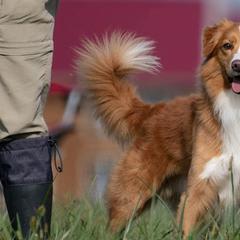 Nova Scotia Duck Tolling Retrievers from Duck Rivah Tollers
