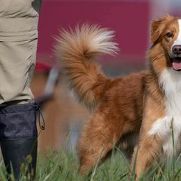 Nova Scotia Duck Tolling Retrievers from Duck Rivah Tollers