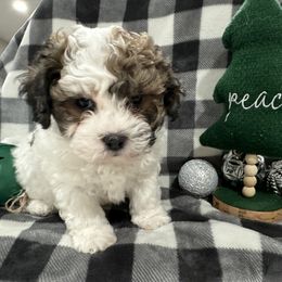 Dachshund and Shichon Puppies from J & C Puppies