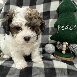 Dachshund and Shichon Puppies from J & C Puppies