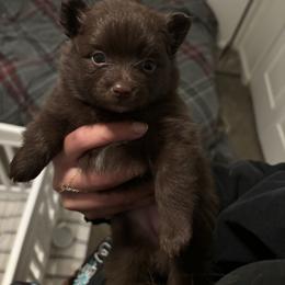 Girl 1 - Chocolate female Pomeranian puppy in Beaver Creek, Colorado from Rocky Mountain Pomeranians