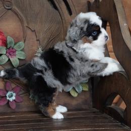Jenny BMM Most White - Blue merle male Aussiedoodle puppy in Lawton, Oklahoma from Lindsey’s Aussies