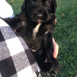 Goldendoodle Puppies from McMoniDoodles