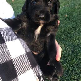 Goldendoodle Puppies from McMoniDoodles