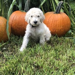 Poodle Puppies from Hidden Treasures Farm LLC