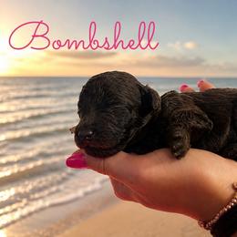 Bombshell - Chocolate female Goldendoodle puppy in Middletown, Ohio from Lady Doodle Farm