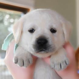 Mr. Mint Stormi-Bosley - Yellow male Labrador Retriever puppy in Pasco, Washington from ROCK CREEK LABRADORS