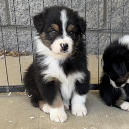 Boy 1 - Black tri-color male Australian Shepherd puppy in Phoenix, Arizona from Heartfire Aussies