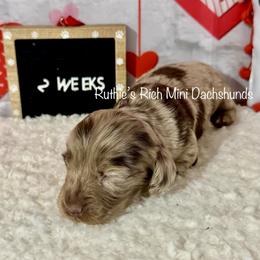 Boy Three - Chocolate and cream male Dachshund puppy in Lakeland, Florida from Ruthie’s Rich Mini Dachshunds