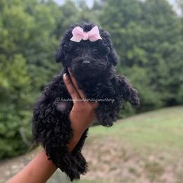 Jhett - Black female Poodle puppy in Garner, North Carolina from House of Paws Heritage Nursery