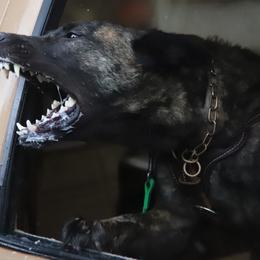 Rosalita - Dutch Shepherd