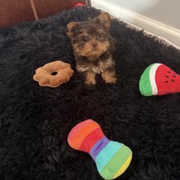 Maltese, Morkie, and Yorkshire Terrier Puppies from North Carolina Maltese, Yorkies & Morkies(previously California Maltese, Yorkies & Morkies)