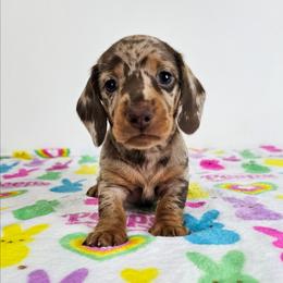 Chocolate and tan dapple male - Dapple male Dachshund puppy in Belle Rive, Illinois from Akin's Miniature Dachshunds, LLC