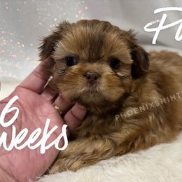 Puddin - Chocolate male Shih Tzu puppy in Hayden, Idaho from Phoenix Shih Tzu