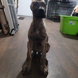 Great Dane Puppies from The Greater Dane Kennel