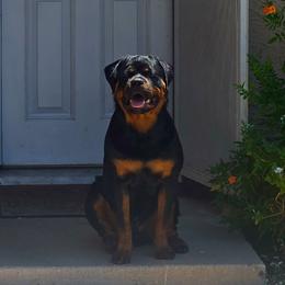 Baby - Rottweiler