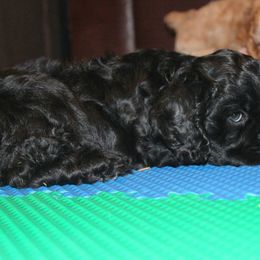 Chole's Cocker Spaniels breeder of Cocker Spaniel