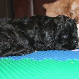 Chole's Cocker Spaniels breeder of Cocker Spaniel