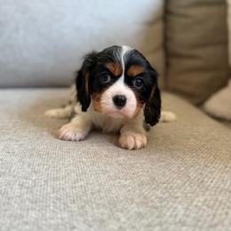 Hazel - Tri-color female Cavalier King Charles Spaniel puppy in Fresno, California from CaliCavaliers