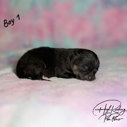 Boy 1 - Black and tan male Pomeranian puppy in Fort Jones, California from High Rocking Pom Poms