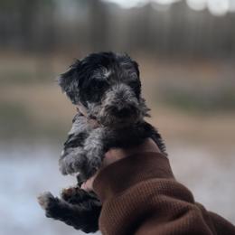 Basil - Blue merle male Aussiedoodle puppy in Wilkinsville, South Carolina from Feather Branch Farm and Kennel
