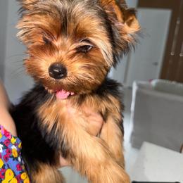 Suri DNA and CKC - Blue and gold female Yorkshire Terrier puppy in Cape Coral, Florida from Katherine’s Yorkies and Poodles