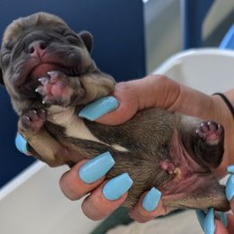 Boy 2 - French Bulldog puppy from Zoomie Zone RI