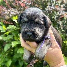 Anna (purple ribbon) - Black and silver female Miniature Schnauzer puppy in Floyd, Virginia from Little River Puppies