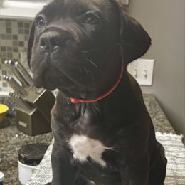 Camilla The Chicken - Black female Cane Corso puppy in Beech Island, South Carolina from Relic Cane Corso