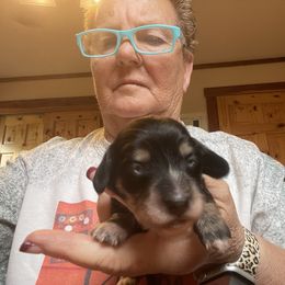 Dachshund Puppies from Cindy's Dachsunds