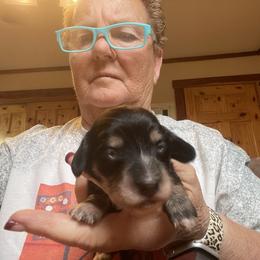 Dachshund Puppies from Cindy's Dachsunds