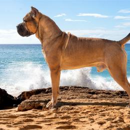 Explosion - Cane Corso