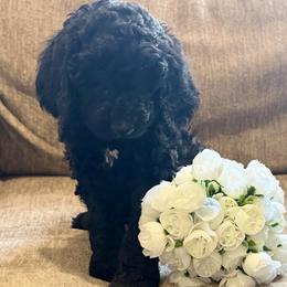 Coco - Black male Goldendoodle puppy in Arlington, Texas from Chambers Doodle Patch